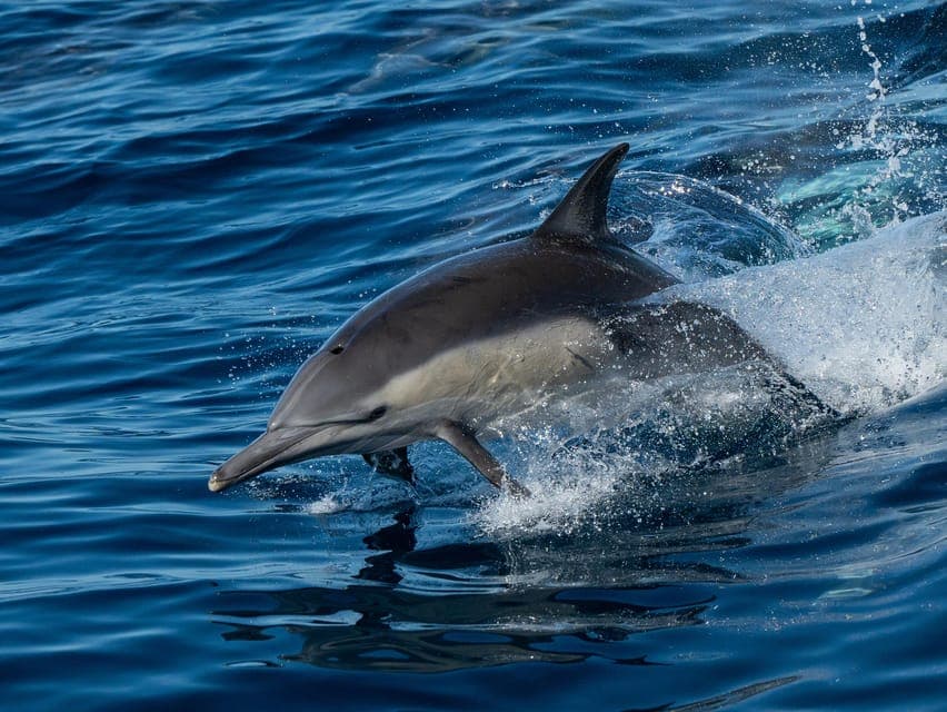 Whale Watching Cruise Gallery Image 2