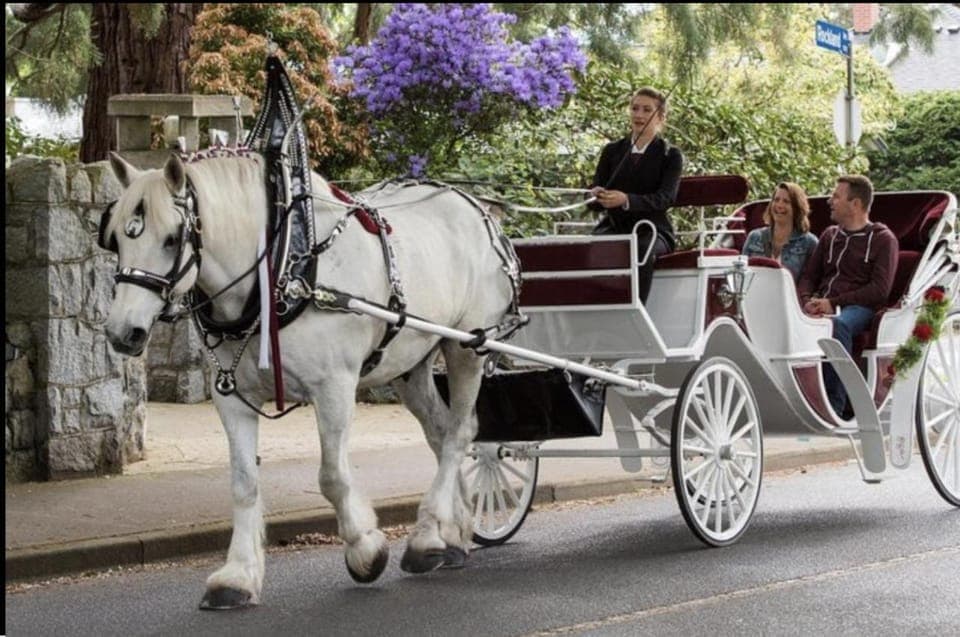 Private Central Park Horse Carriage Ride with Guide - Image 2