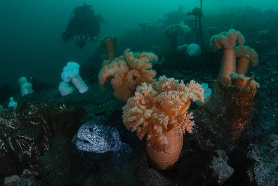 Discover the Best SCUBAdiving Sites by Boat Gallery Image 4