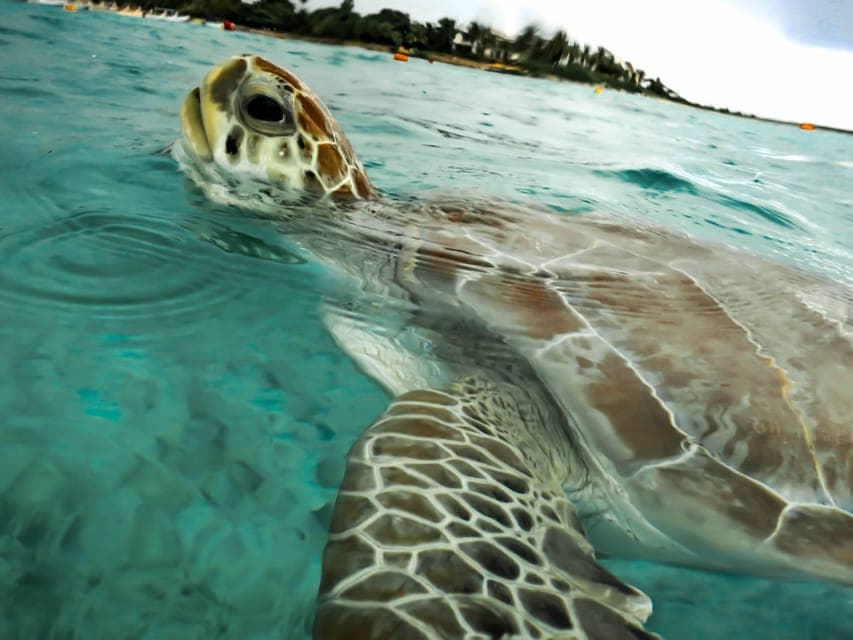 1. Akumal: Natural Paradise with Turtles Snorkeling Tour - Image 1