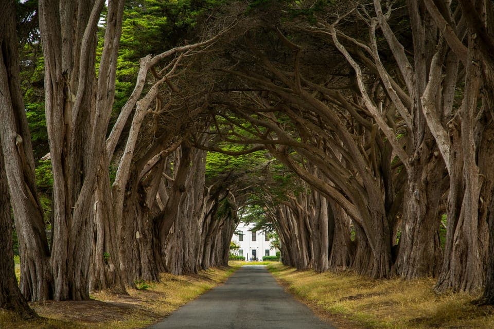 Muir Woods, Point Reyes, and Meadery Tour Gallery Image 3