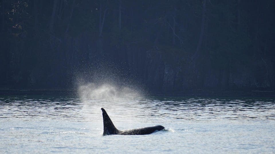 Orcas Island: Whale and Orca Guided Speedboat Tour Gallery Image 2