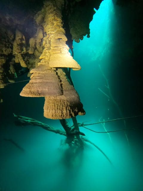 Cancun: 2 Dives in Cenotes Ki Ha + Zapote - Certified Divers Gallery Image 2