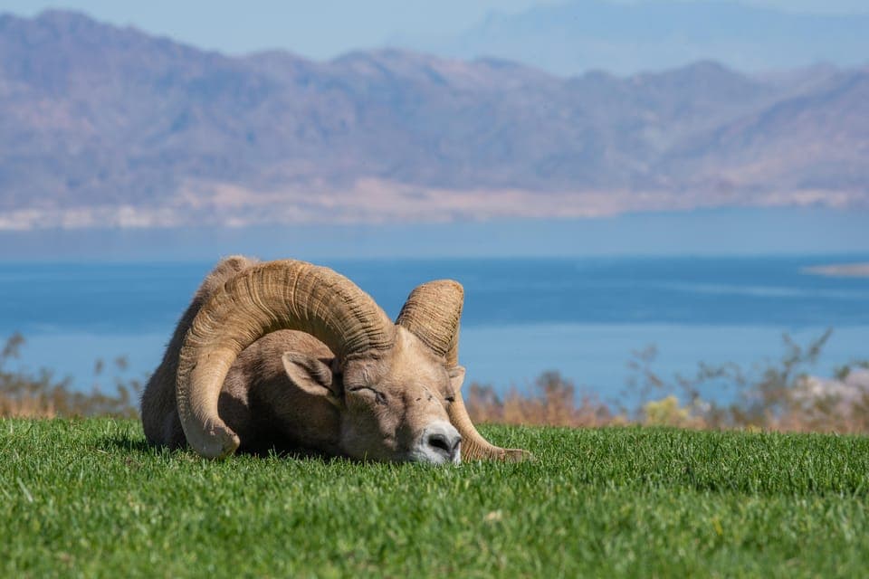 12. Lake Mead Wildlife & Seven Magic Mountains - Image 12