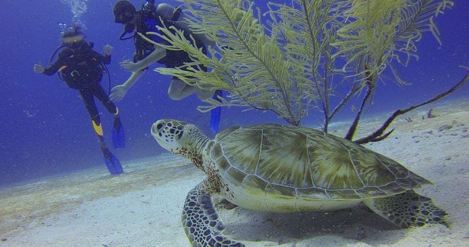 From Cancun: Puerto Morelos Diving Adventure Gallery Image 3