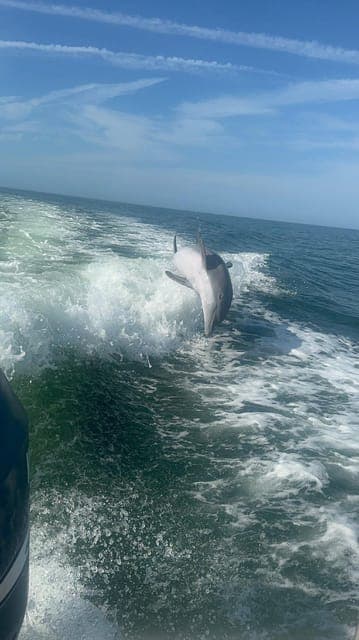 From Treasure Island: Dolphin Watching and Shelling Cruise Gallery Image 2