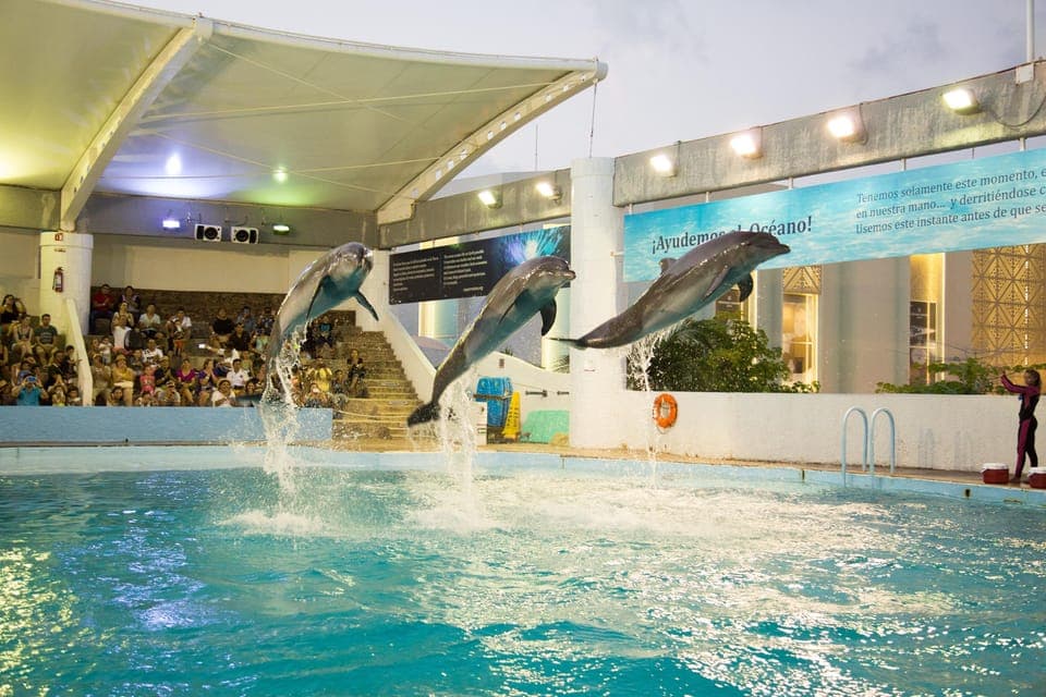 15. Cancún Interactive Aquarium Admission + Dolphin Presentation - Image 15