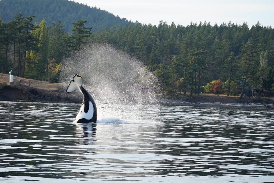 Anacortes: Whale and Orca Boat Tour near Seattle Gallery Image 4