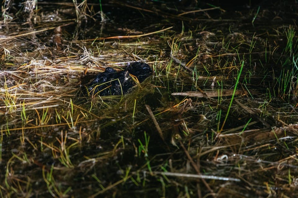 The Everglades: 1-Hour Airboat Night Tour Gallery Image 4