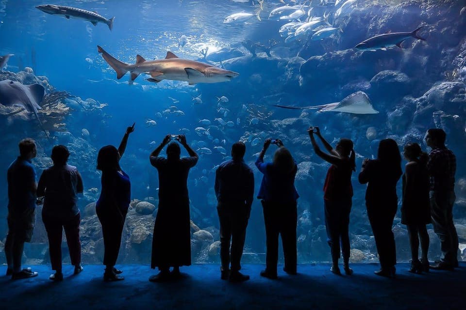 The Florida Aquarium Ticket Gallery Image 1