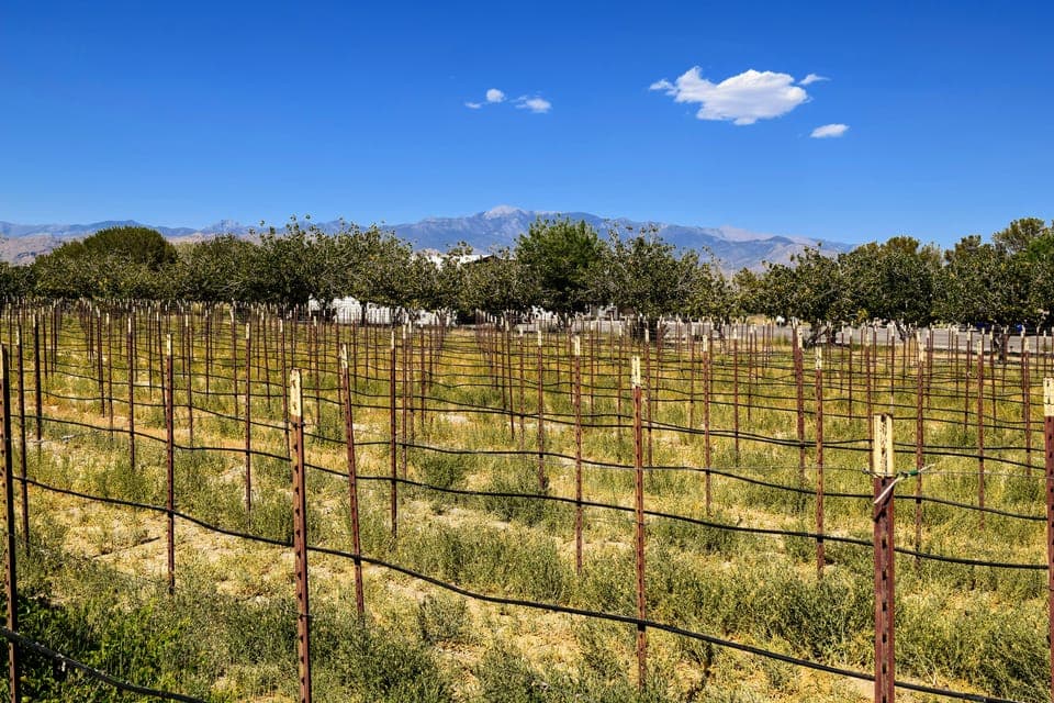 Las Vegas / Pahrump Wine Tasting Tour and snacks Gallery Image 3