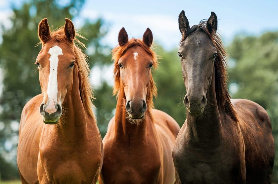 Horseback Riding and Wine Tasting Tour Gallery Image 4