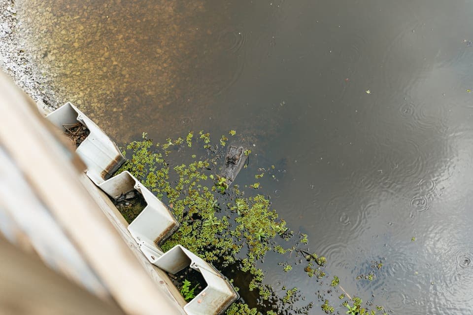 Swamp Zipline Tour Gallery Image 4