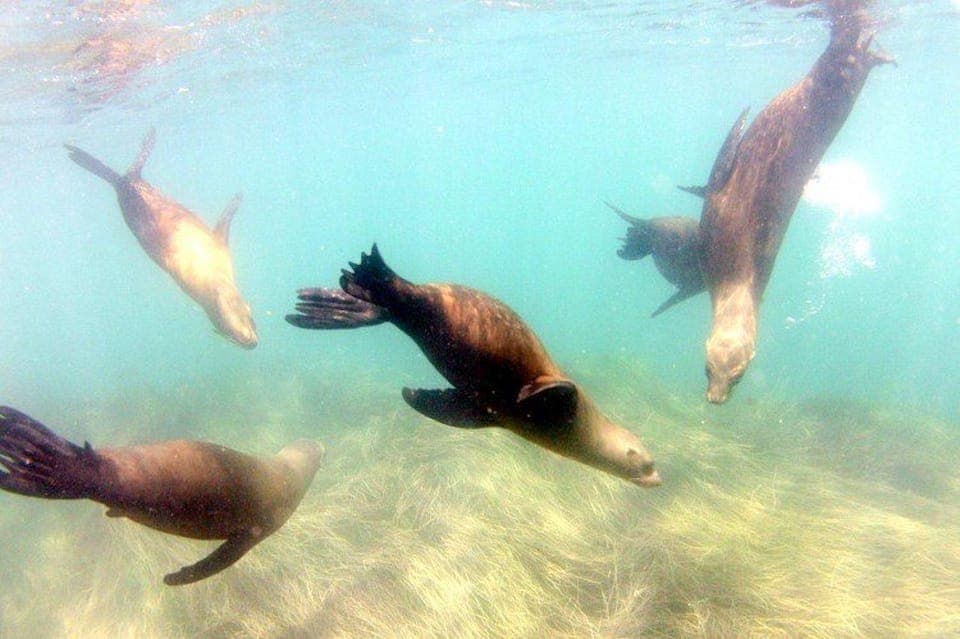 La Jolla Cove Guided Snorkeling Tour Gallery Image 2