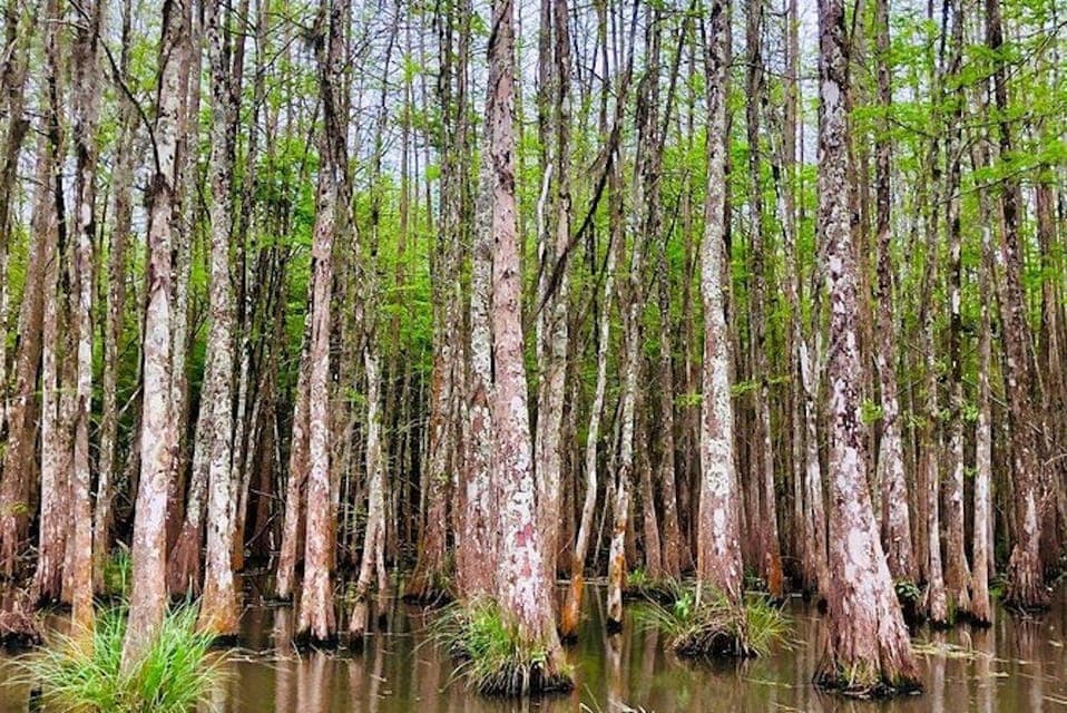 Honey Island Swamp and Bayou Boat Tour Gallery Image 4