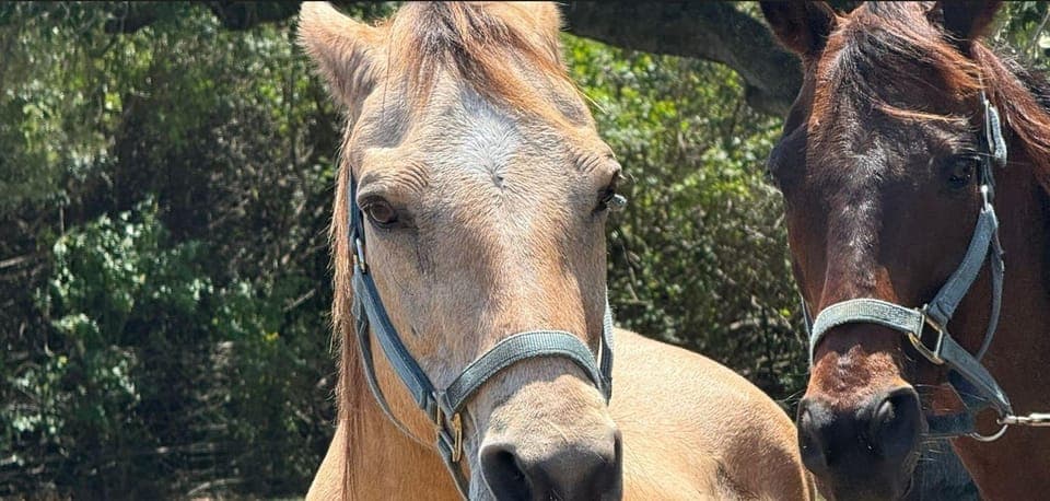 Harmony Horse Riding of Miami Gallery Image 4