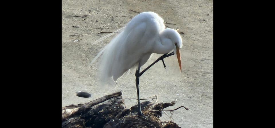 LA River Eco Tour and Secret Stair Hike Gallery Image 4