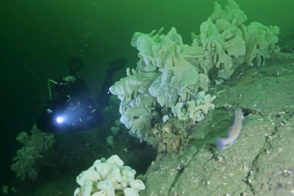 Boat Dive for Certified Diver, Tank & Weight Incl Gallery Image 4