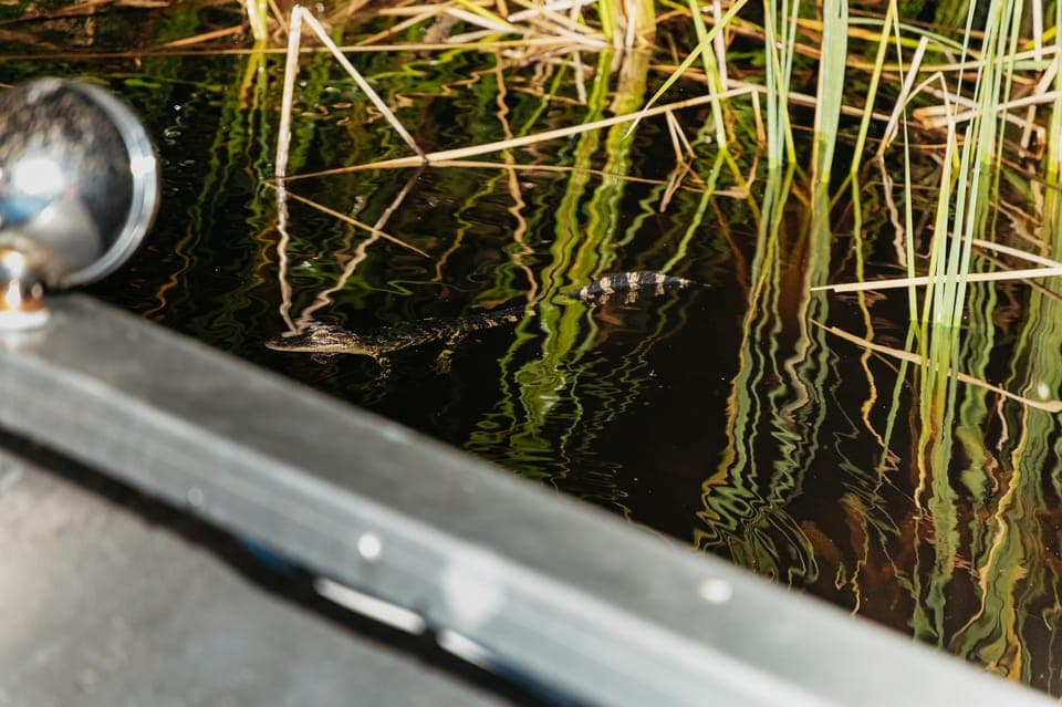 The Everglades: 1-Hour Airboat Night Tour Gallery Image 2