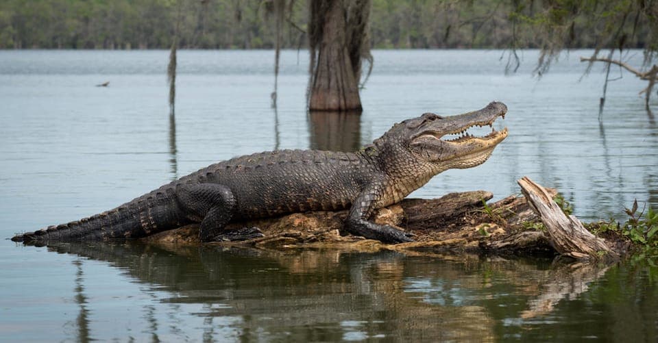 16 Passenger Airboat Swamp Tour Gallery Image 2