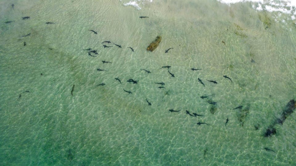 La Jolla: 2.5-Hour Kayak and Snorkel Tour Gallery Image 4