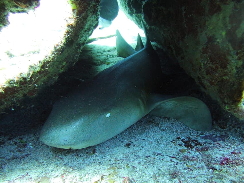 Cancun: 2 Reef Dives at Punta Cancun for Certified Divers Gallery Image 4