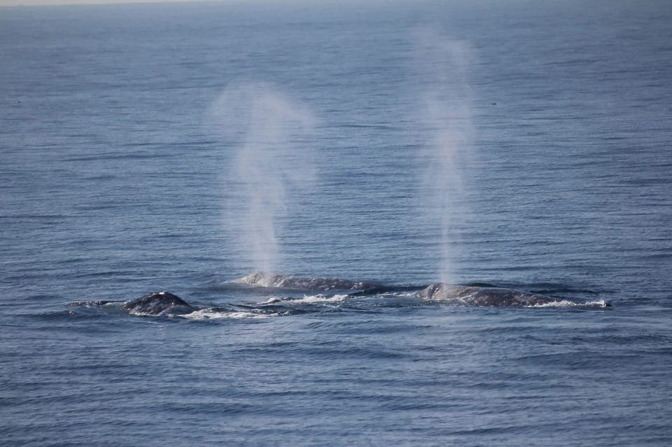 16. Whale Watching Tour - Image 16
