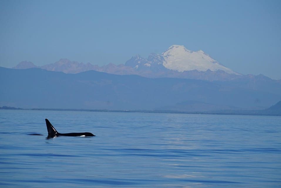 Anacortes: Orca Whales Guaranteed Boat Tour near Seattle Gallery Image 4