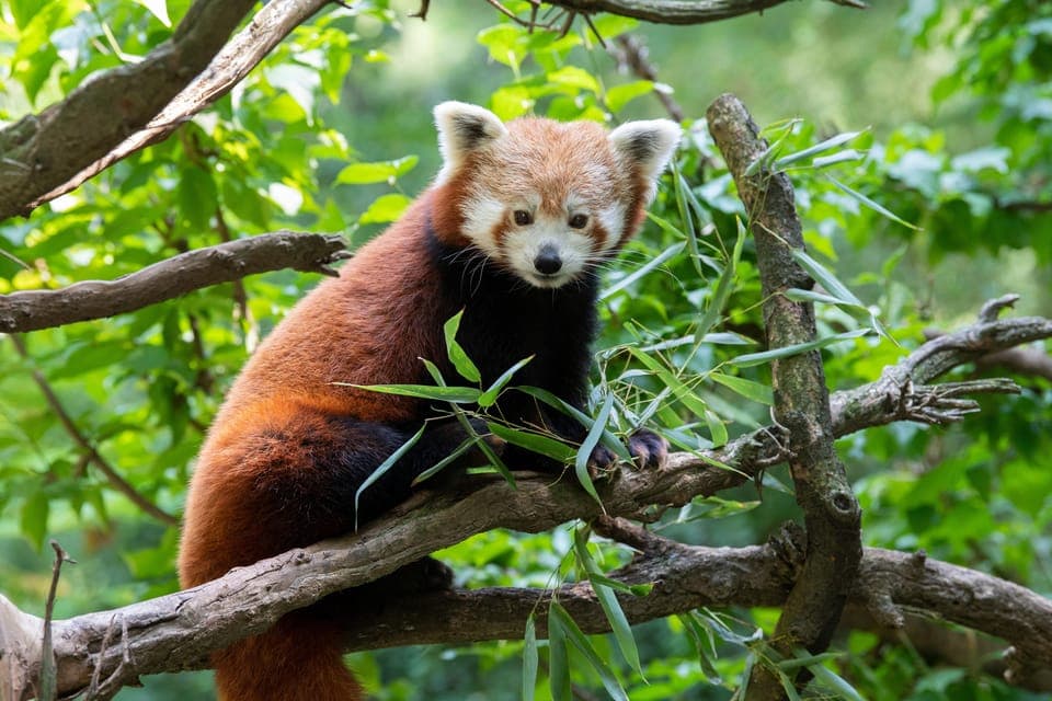 Central Park Zoo Entry Ticket Gallery Image 4