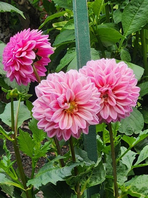 Whistler Day Trip with Sea to Sky Gondola Ride Gallery Image 3