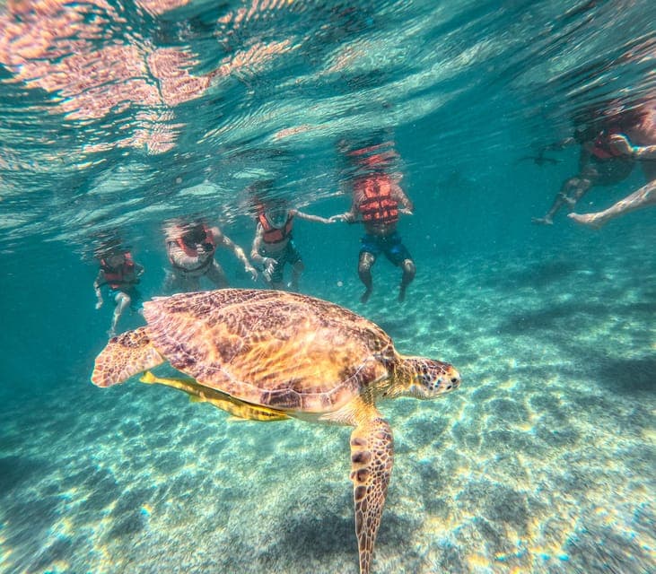 Akumal: Natural Paradise with Turtles Snorkeling Tour Gallery Image 2