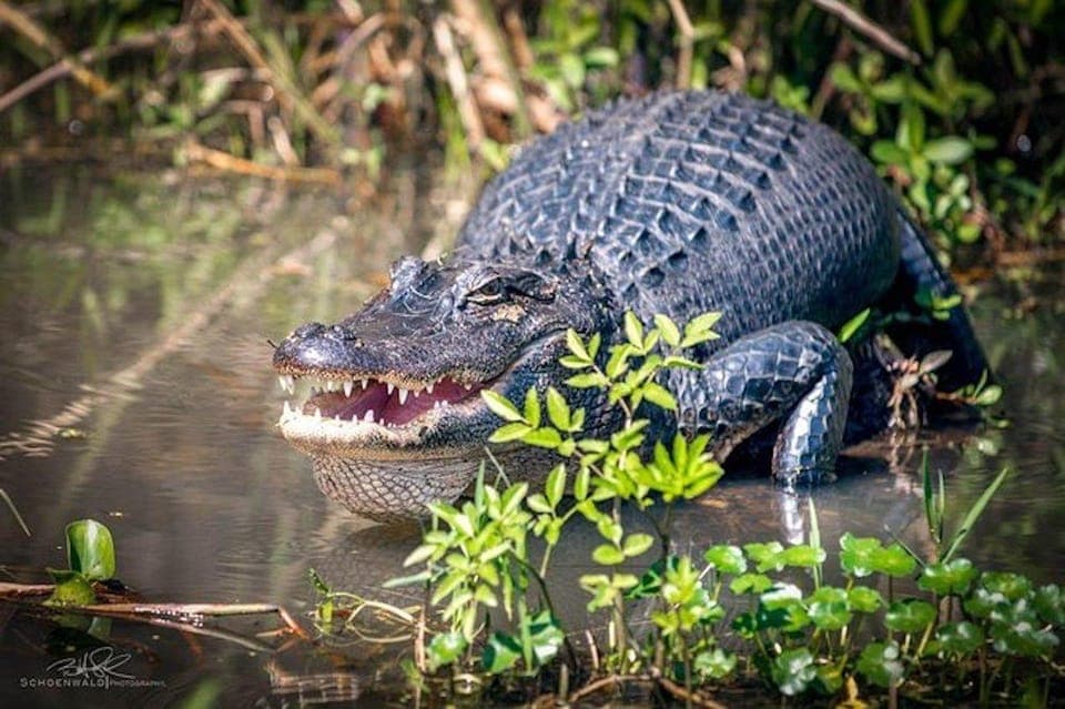 16. Honey Island Swamp and Bayou Boat Tour - Image 16