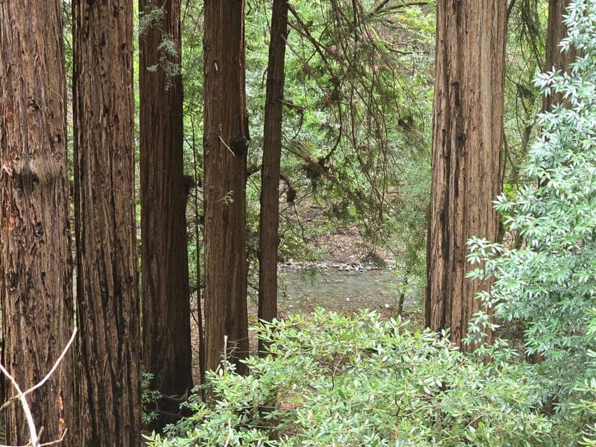 Muir Woods, Sausalito and Ferry back to Fisherman's Wharf Gallery Image 3