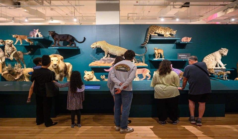 Royal Ontario Museum Revealed: A Guided Tour Through History - Image 1