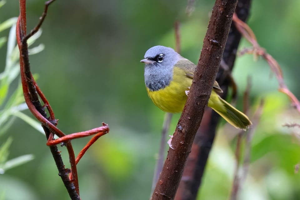 Birding Basics and Beyond Gallery Image 1