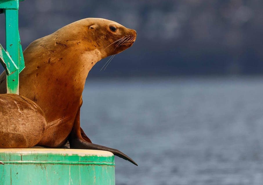 Sail Bainbridge Island & Seattle Waters - Classic Sailboat Gallery Image 4