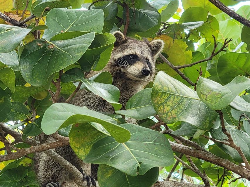 Raccoon Island: Exploration on SUP/Kayak Gallery Image 2