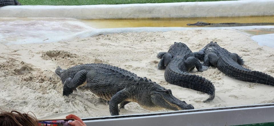 Everglades Airboat, Gator Encounter & Bus Transfer Gallery Image 2