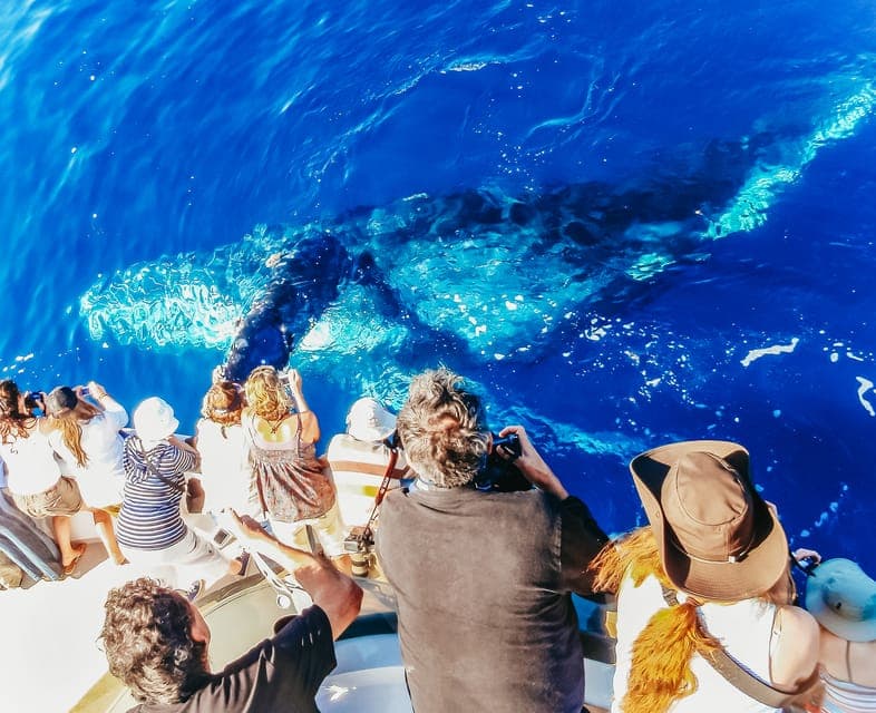 17. Newport Beach: 2-Hour Whale Watching Tour - Image 17