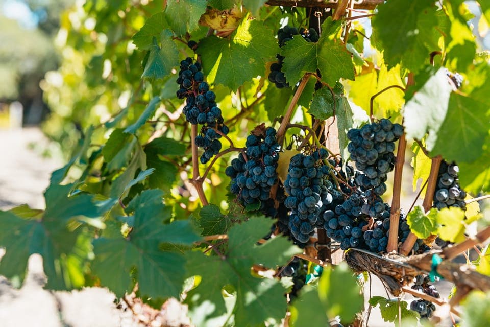 Half-Day Wine Country Excursion with Tastings Gallery Image 2