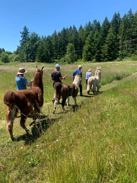 Roy, Washington: Llama Hike and Alpaca Encounter Gallery Image 3