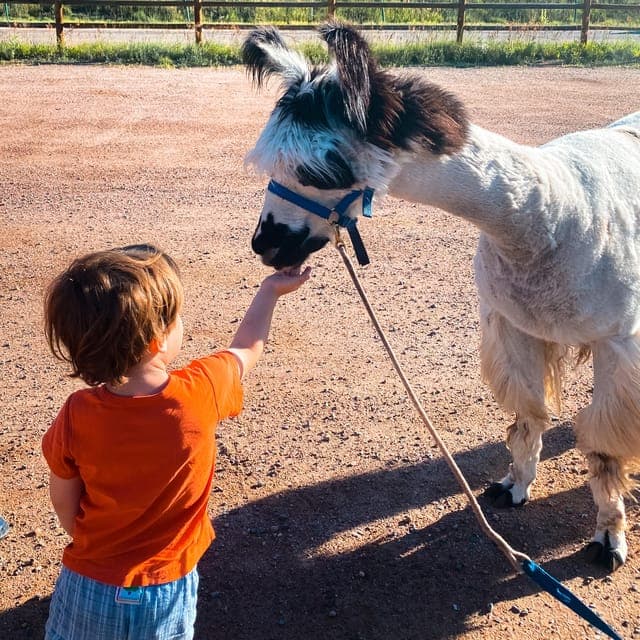 Llama Hike in the Rocky Mountains Gallery Image 3