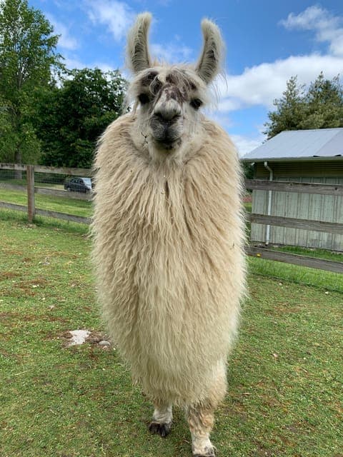 Roy, Washington: Llama Hike and Alpaca Encounter Gallery Image 2