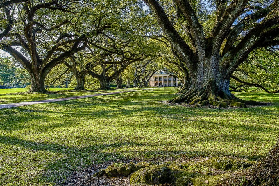 Bayou Swamp Tour and Oak Alley Plantation Tour Gallery Image 3