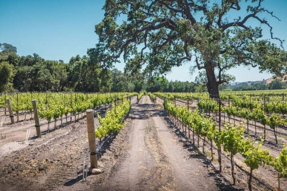 Los Angeles: Wine Tour at Fess Parker Winery by Helicopter Gallery Image 4