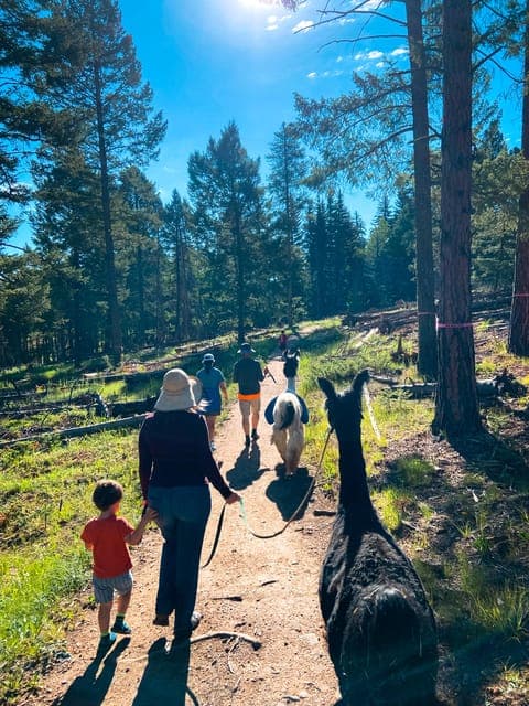 Llama Hike in the Rocky Mountains - Image 3