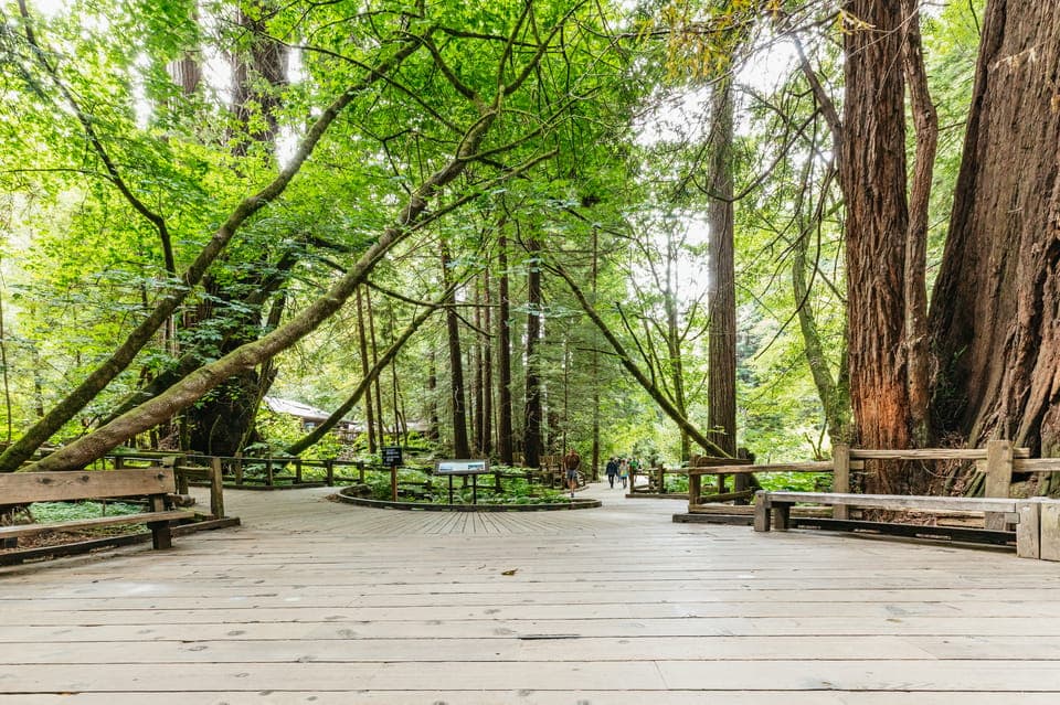 Muir Woods and Sausalito Small-Group Tour Gallery Image 2