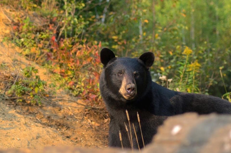 45. 15 min. Tadoussac : Black Bear Observation with Expert Guide - Image 45