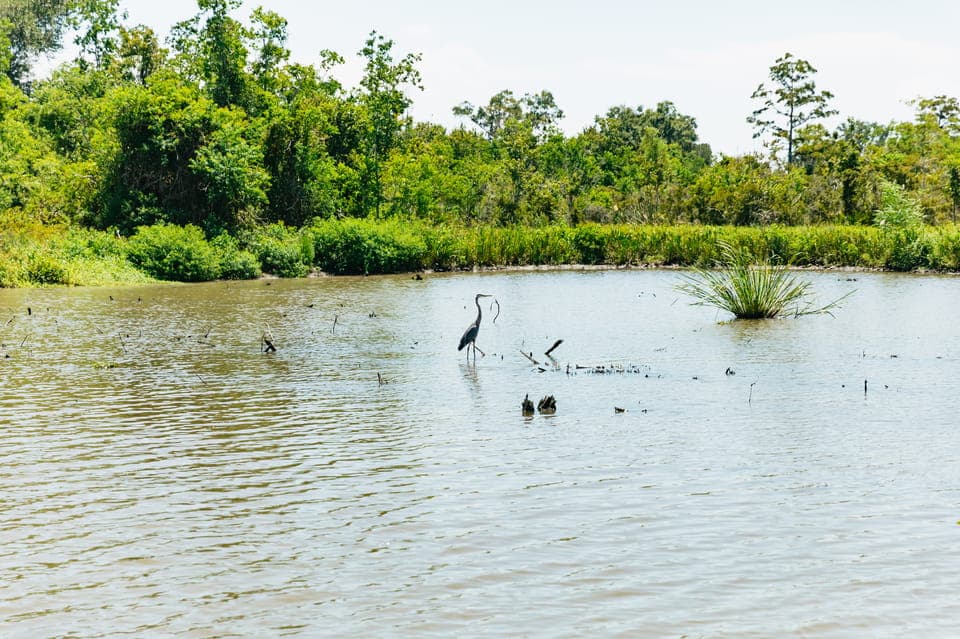 Bayou Tour in Jean Lafitte National Park Gallery Image 2
