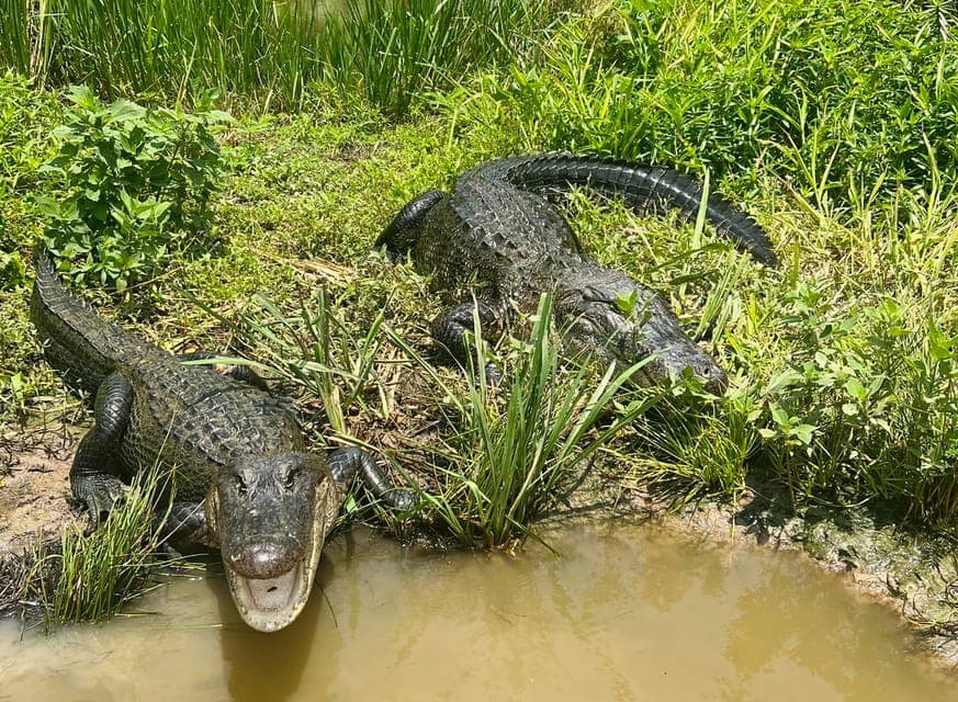 Oak Alley or Laura Plantation & Airboat Tour Gallery Image 3